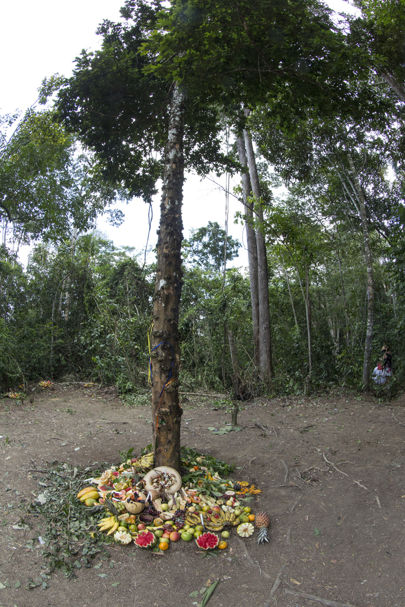 Comemoração dos juremeiros no Kipupa Malunguinho, mata do Catucá em Abreu e Lime (PE)