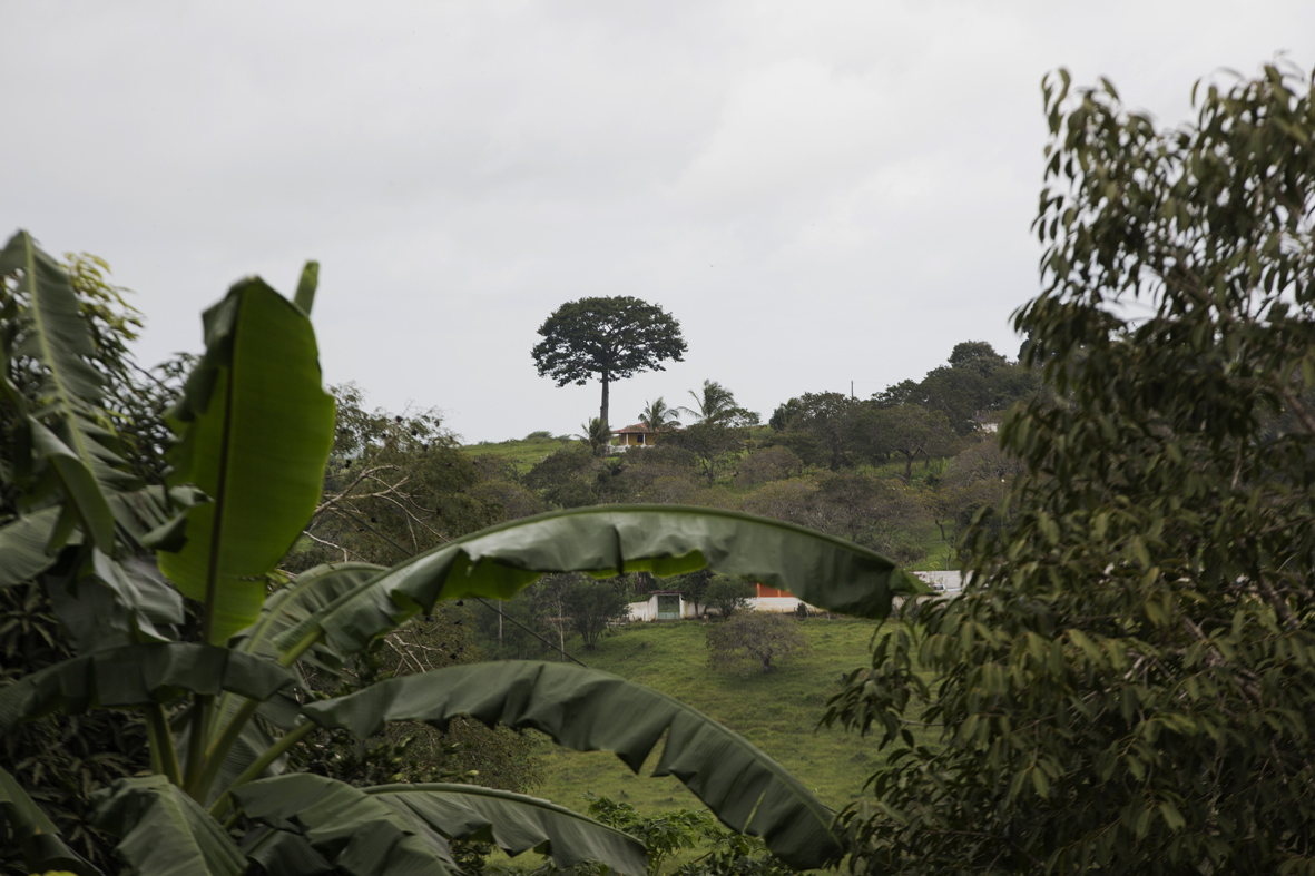 Munguba (??) situado na comunidade quilombola Curiquinha dos Negros em Brejão, Garanhuns (PE)