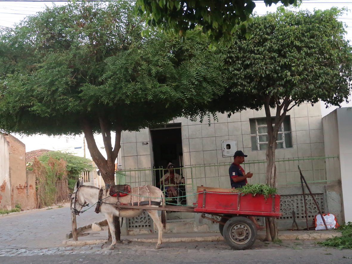 Nin e Ficus na cidade de Tabira, sertão do Pajeú (PE)