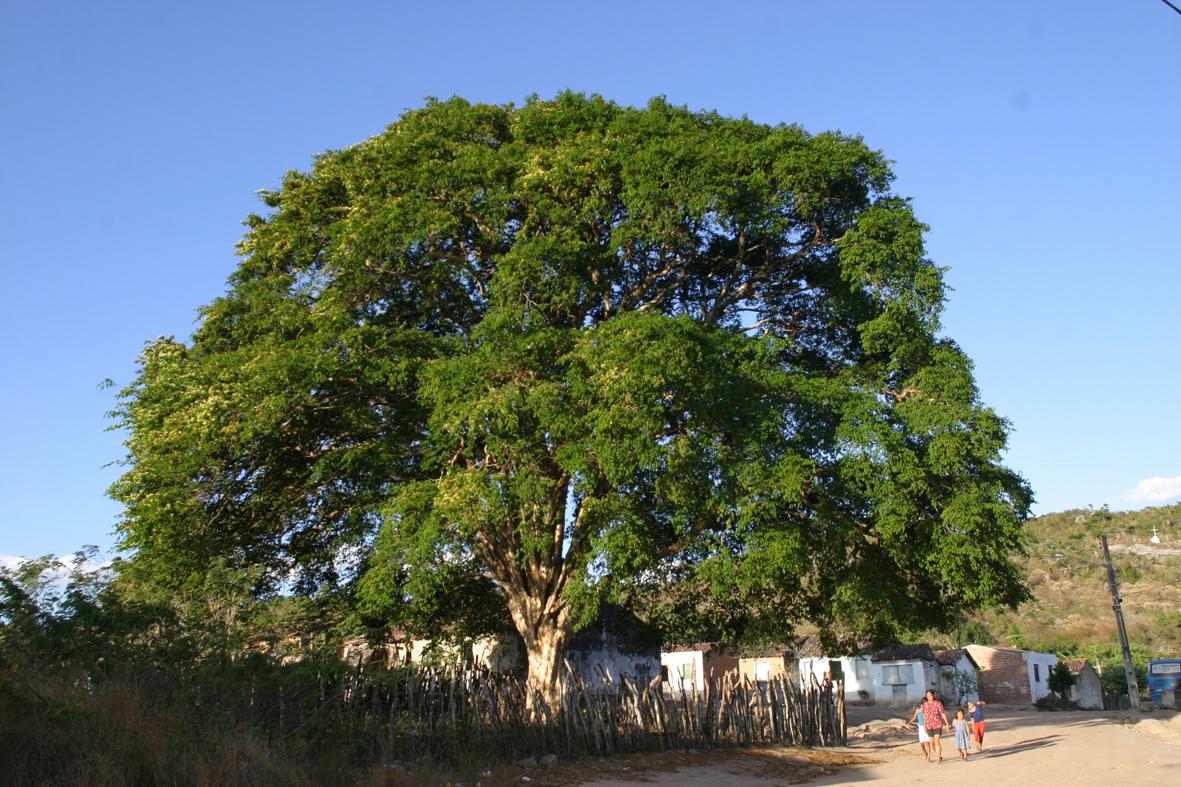 Caminho para o Santuário da Graça em Pesqueira (PE)