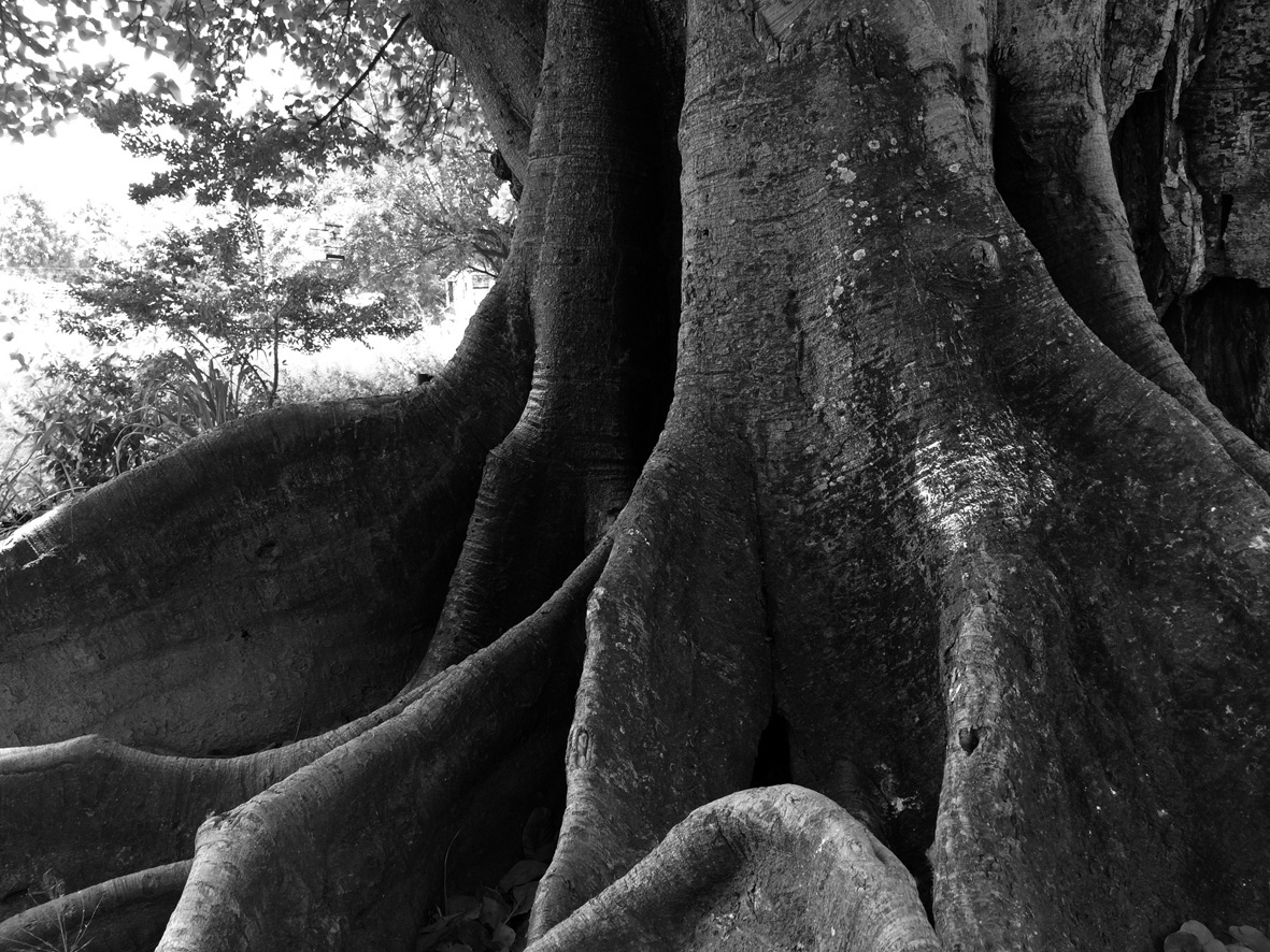 Iroko (gameleira), no centro cultural afro sítio Pai Adão - Ilê Obá Ogunté em Água Fria, Recife (PE)