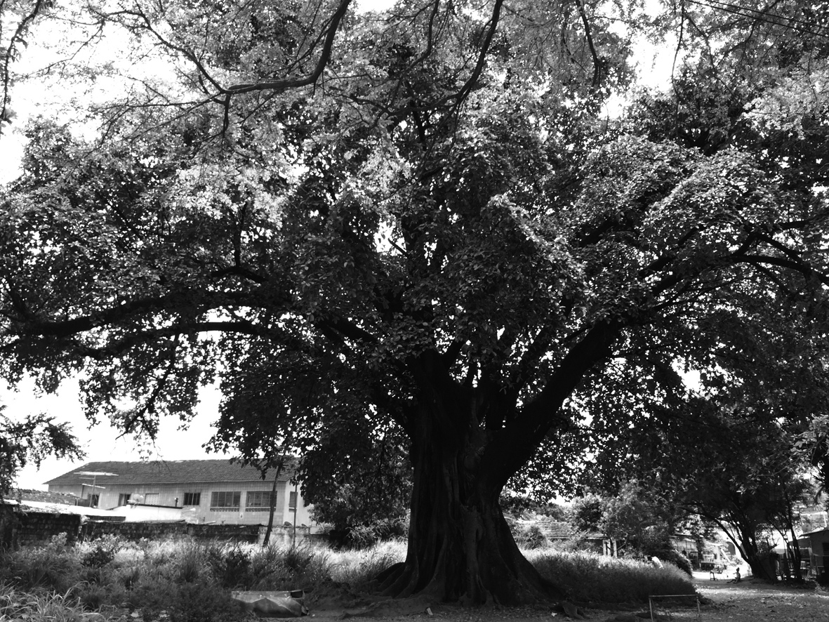 Iroko (gameleira), no centro cultural afro sítio Pai Adão - Ilê Obá Ogunté em Água Fria, Recife (PE)