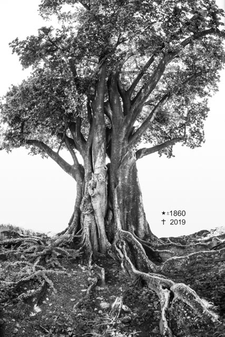 Iroko (gameleira), no centro cultural afro sítio Pai Adão - Ilê Obá Ogunté em Água Fria, Recife (PE)