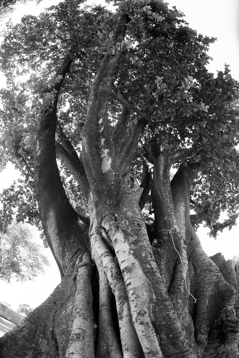 Iroko (gameleira), no centro cultural afro sítio Pai Adão - Ilê Obá Ogunté em Água Fria, Recife (PE)