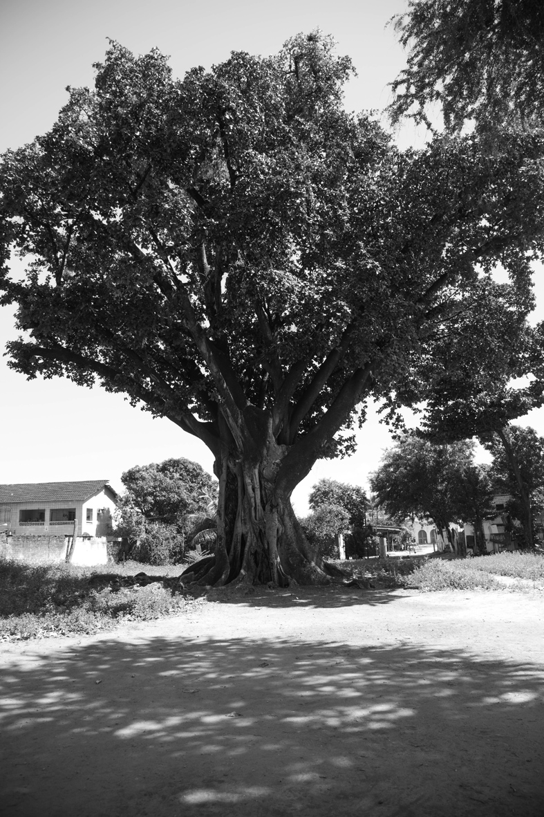 Iroko (gameleira), no centro cultural afro sítio Pai Adão - Ilê Obá Ogunté em Água Fria, Recife (PE)